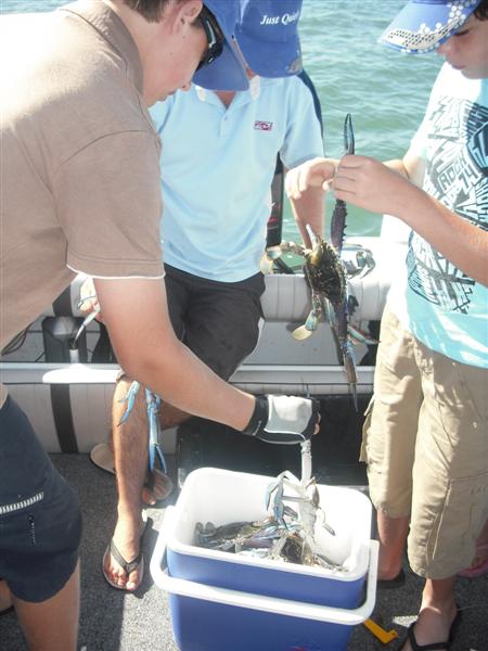 Some more Mandurah crabs